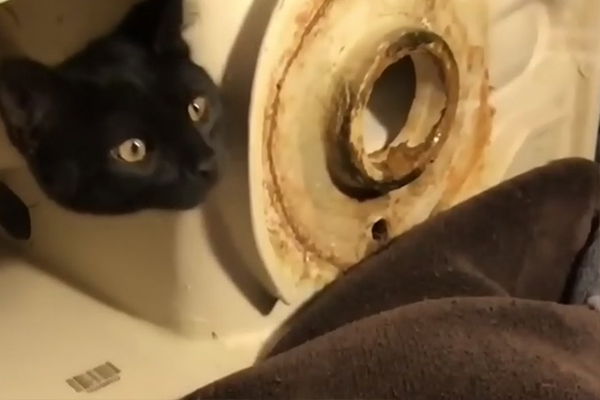 Kitten in Toilet